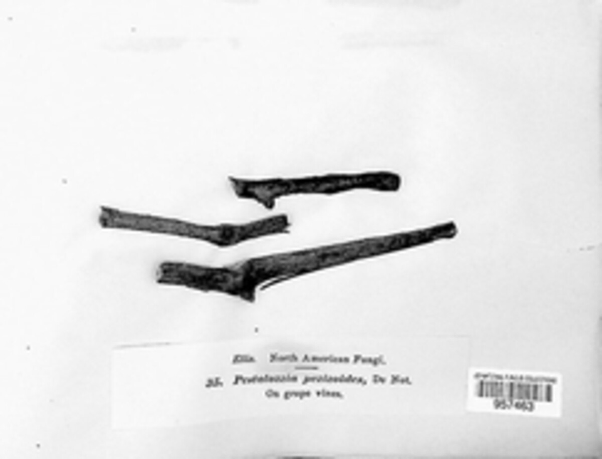 Seiridium pezizoides image